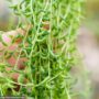 String Of Bananas – 4″ Hanging Basket